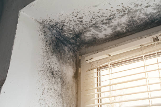 Trusted Black Mold Removal service in Linthicum Heights, MD - Cheap Mold Removal
